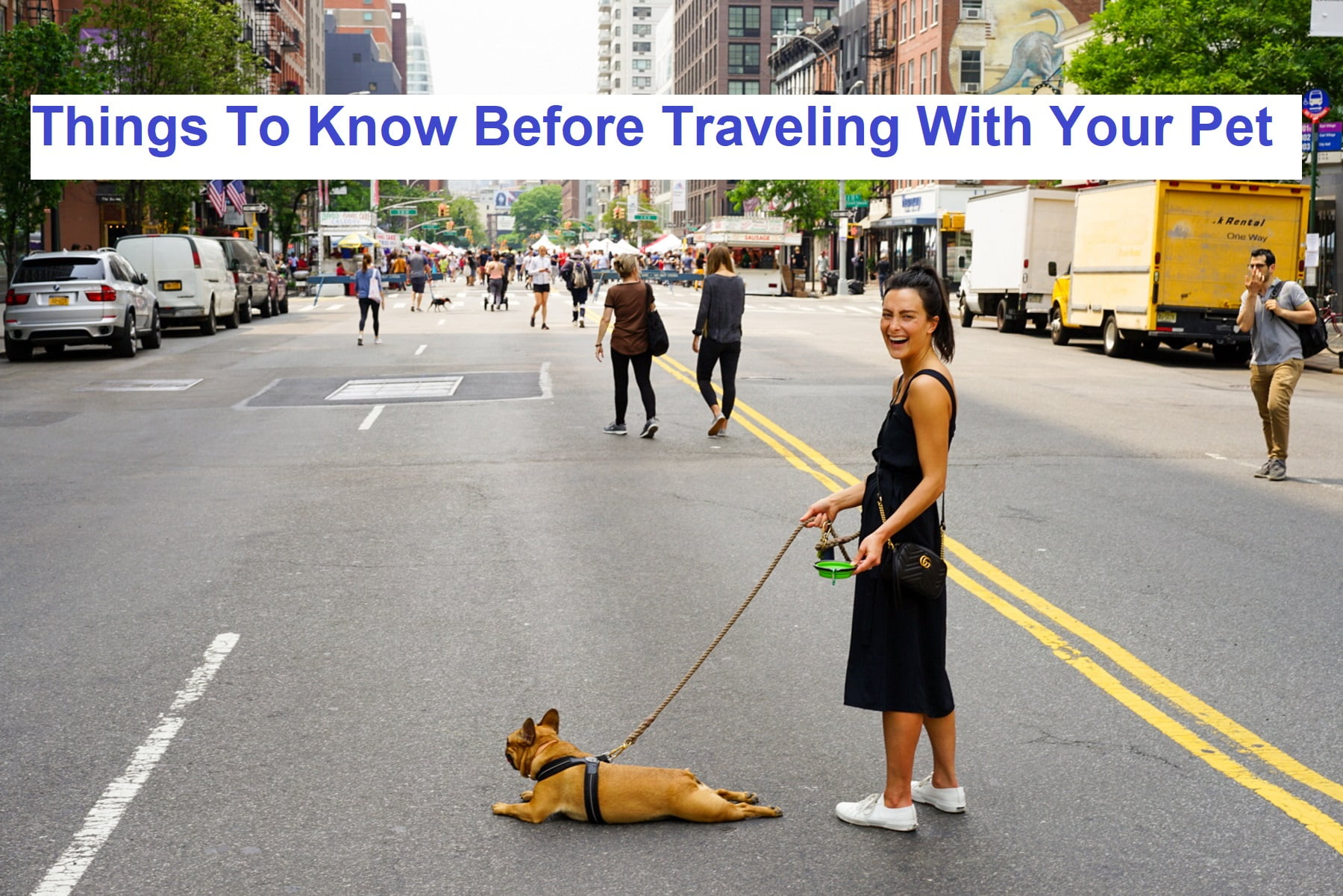 Things To Know Before Traveling With Your Pet