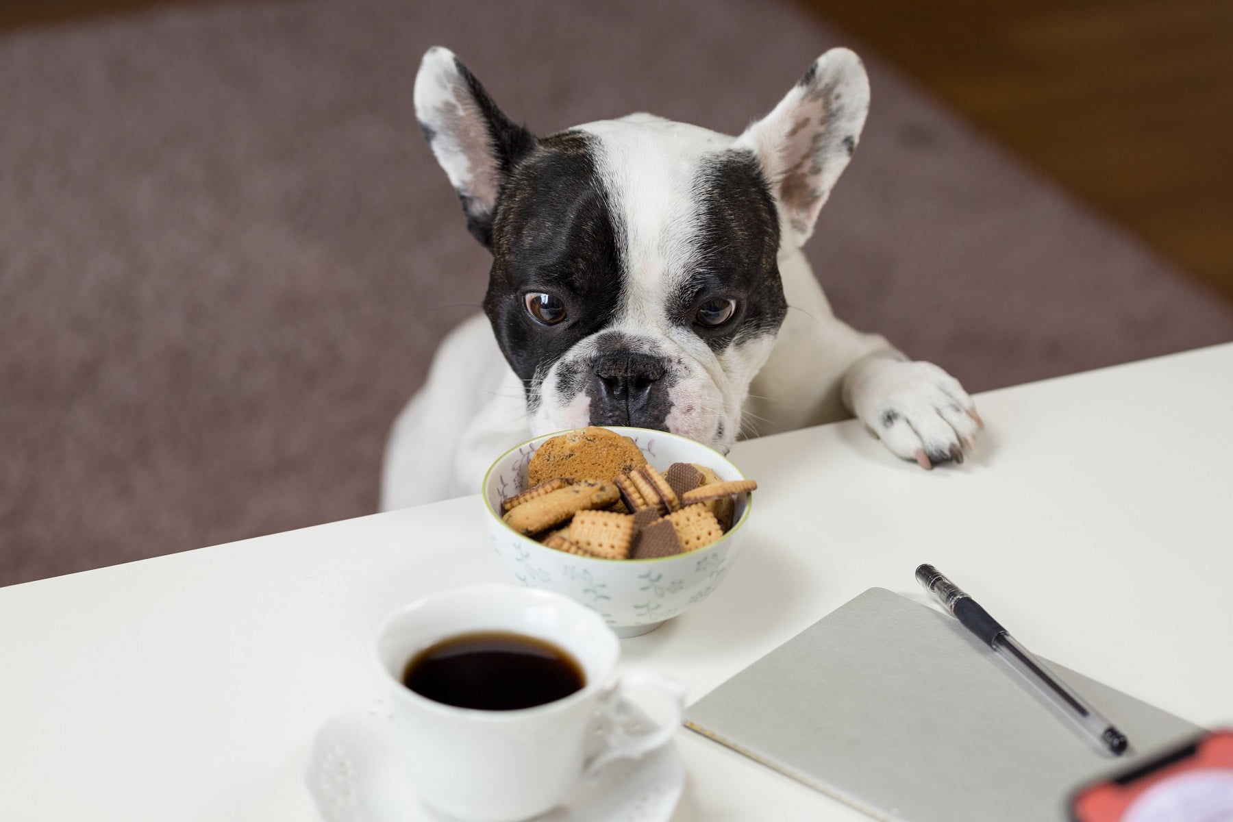 All-natural Dog Food For A Balanced Diet