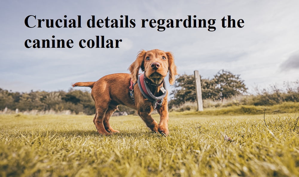 Crucial details regarding the canine collar