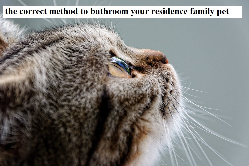 the correct method to bathroom your residence family pet