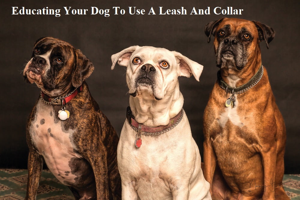 Educating Your Dog To Use A Leash And Collar
