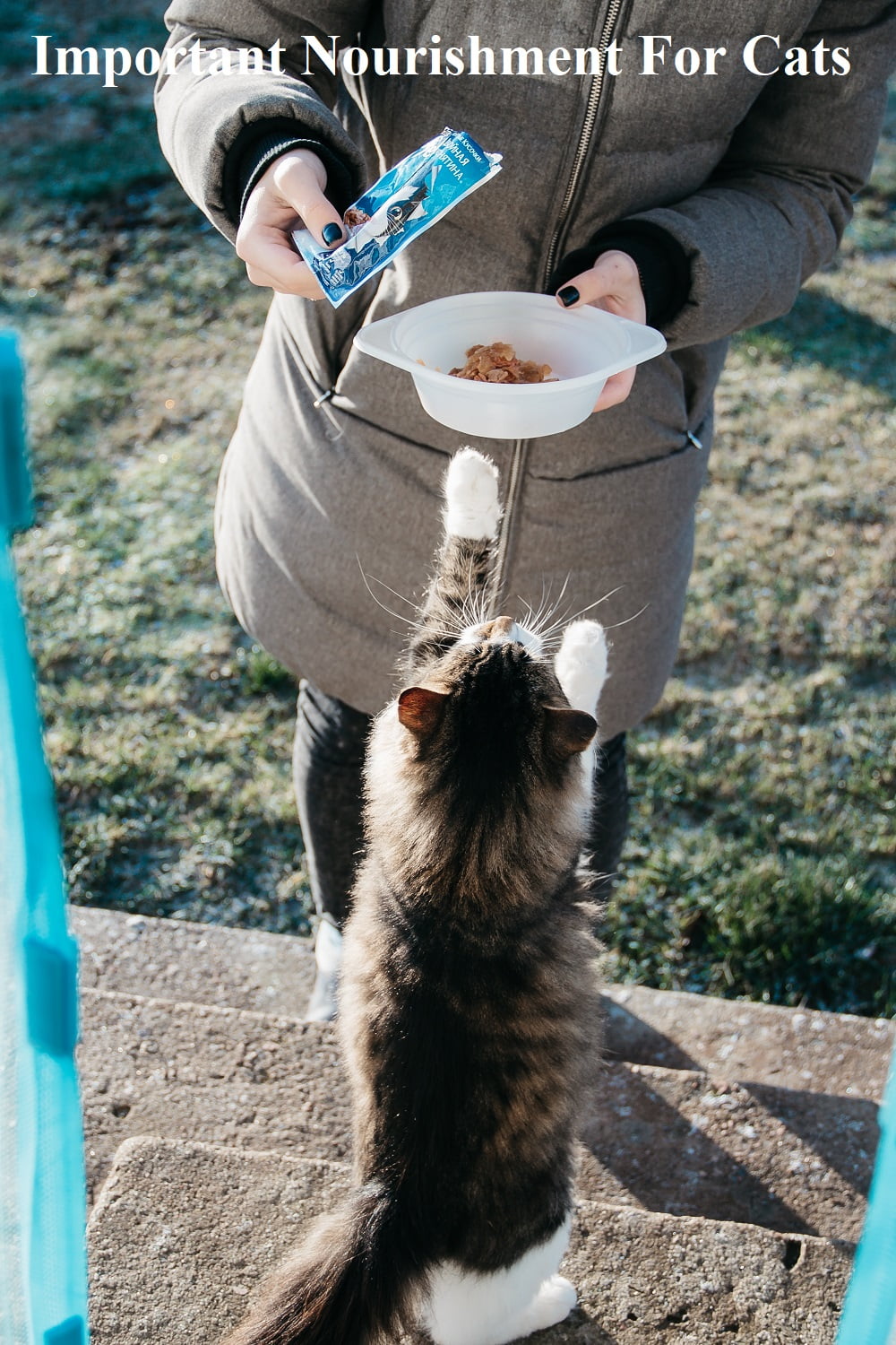 Important Nourishment For Cats