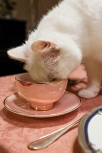 Important Nourishment For Cats