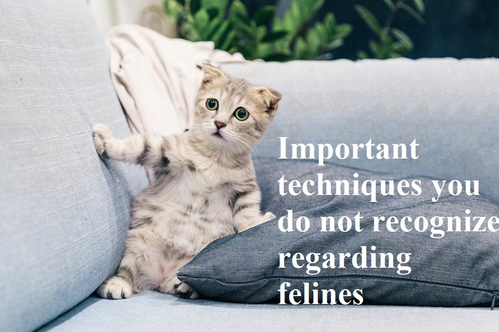 Important techniques you do not recognize regarding felines