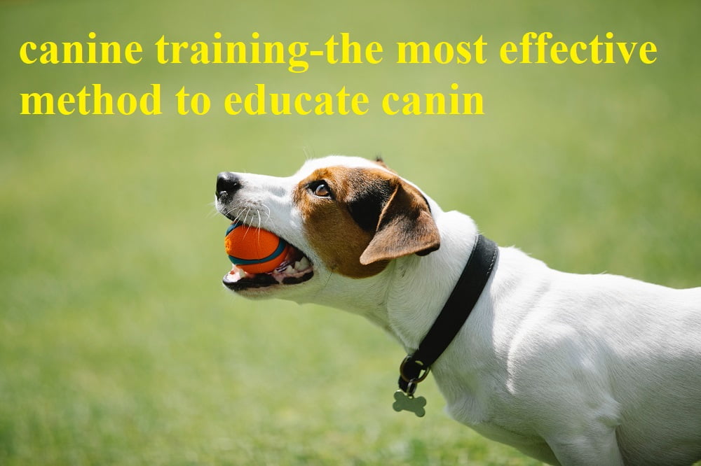canine training-the most effective method to educate canin