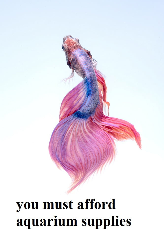 you must afford aquarium supplies