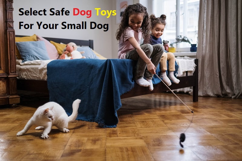 Select Safe Dog Toys For Your Small Dog