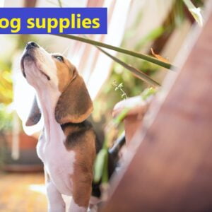 Dog supplies