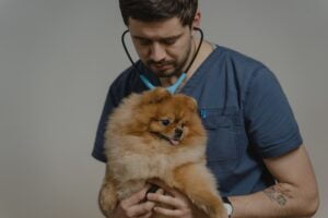 Just how to search for an unique pet dog veterinarian
