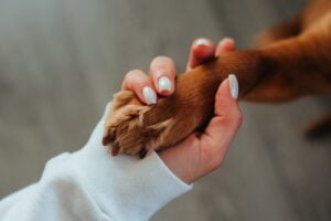 Pet dog Training-How To Stop The Chewing Problem