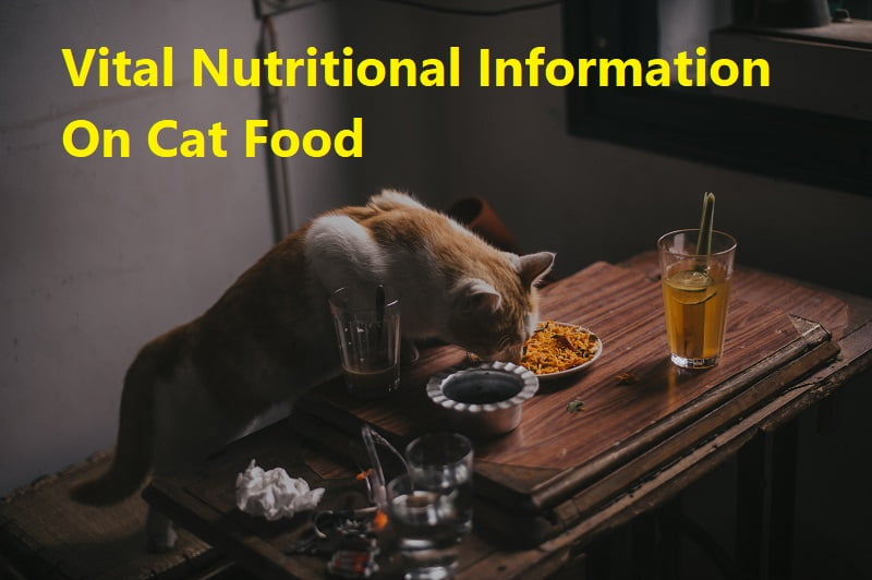 Vital Nutritional Information On Cat Food