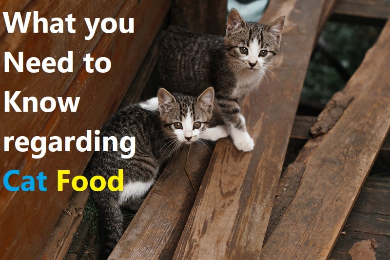 What you Need to Know regarding Cat Food
