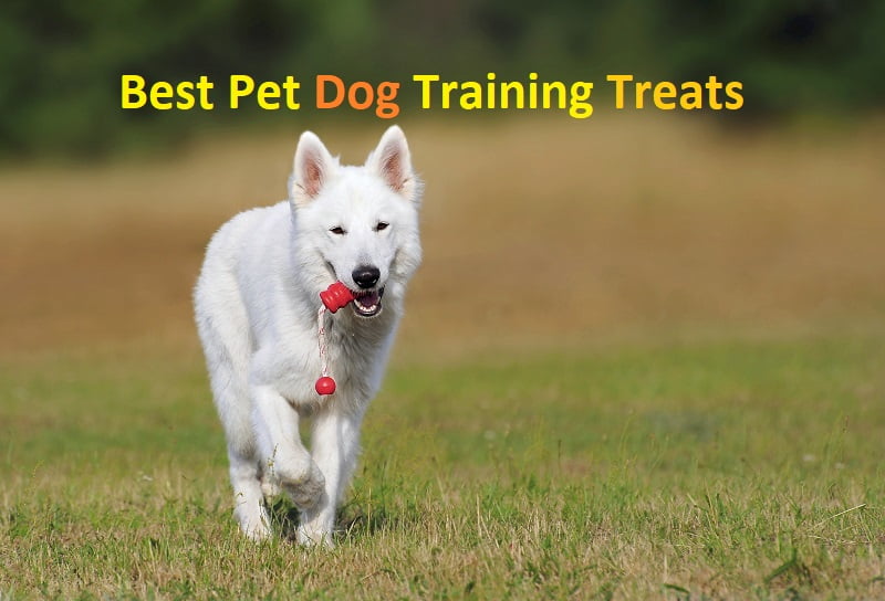 Best Pet Dog Training Treats