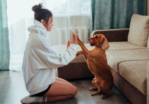 Pet Training-When To Reprimand And When To Reward