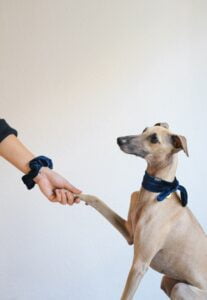 Pet Training-When To Reprimand And When To Reward