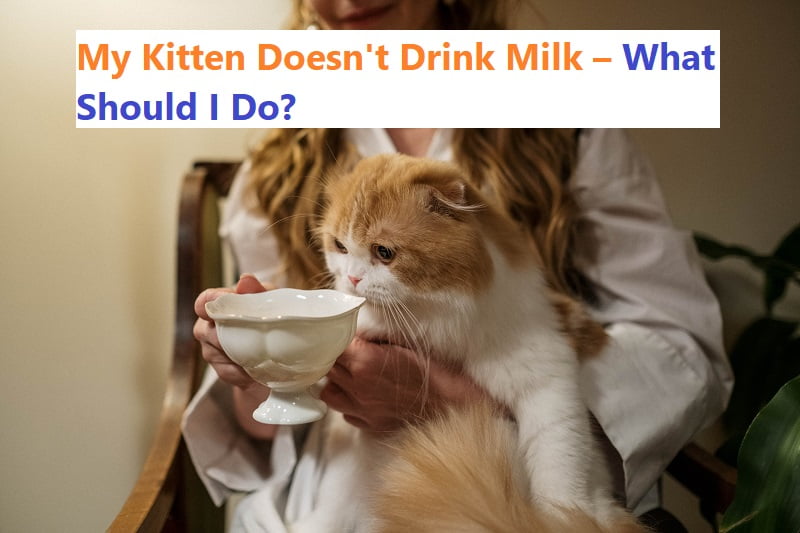 my kitten doesnt drink milk