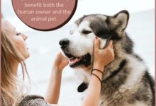 best Tips To Make Dog Training Easier!