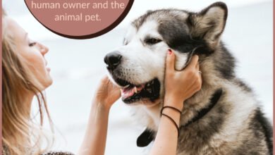 best Tips To Make Dog Training Easier!