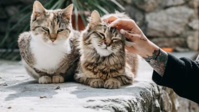 5 Cat Food Factors That Discourage Feline UTD