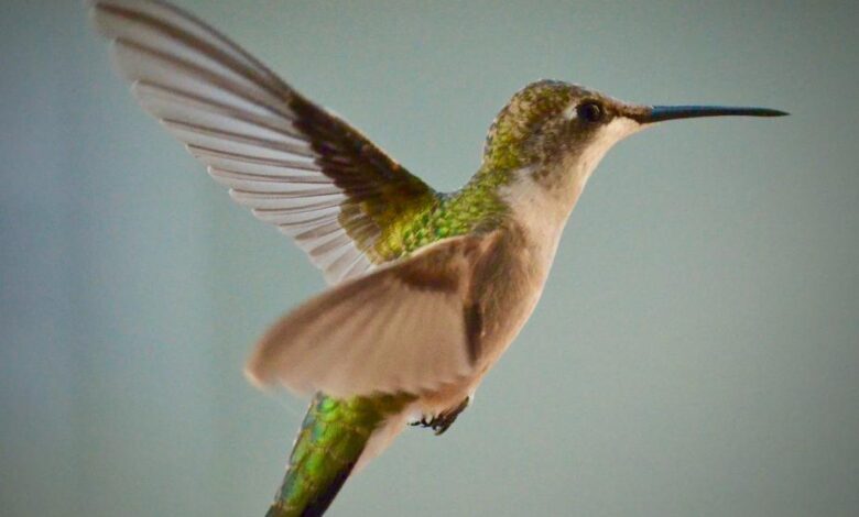 best Hummingbirds Wonderful Pets