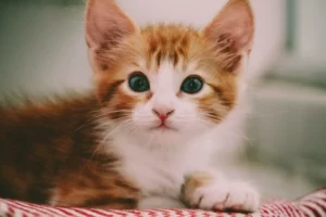 7 Things You Should Know Before Going to Buy a Kitten