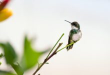 best Hummingbird Feeders