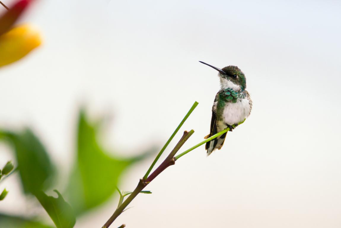 best Hummingbird Feeders