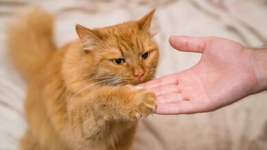 Exactly how to Correct a Cat in Cat Training