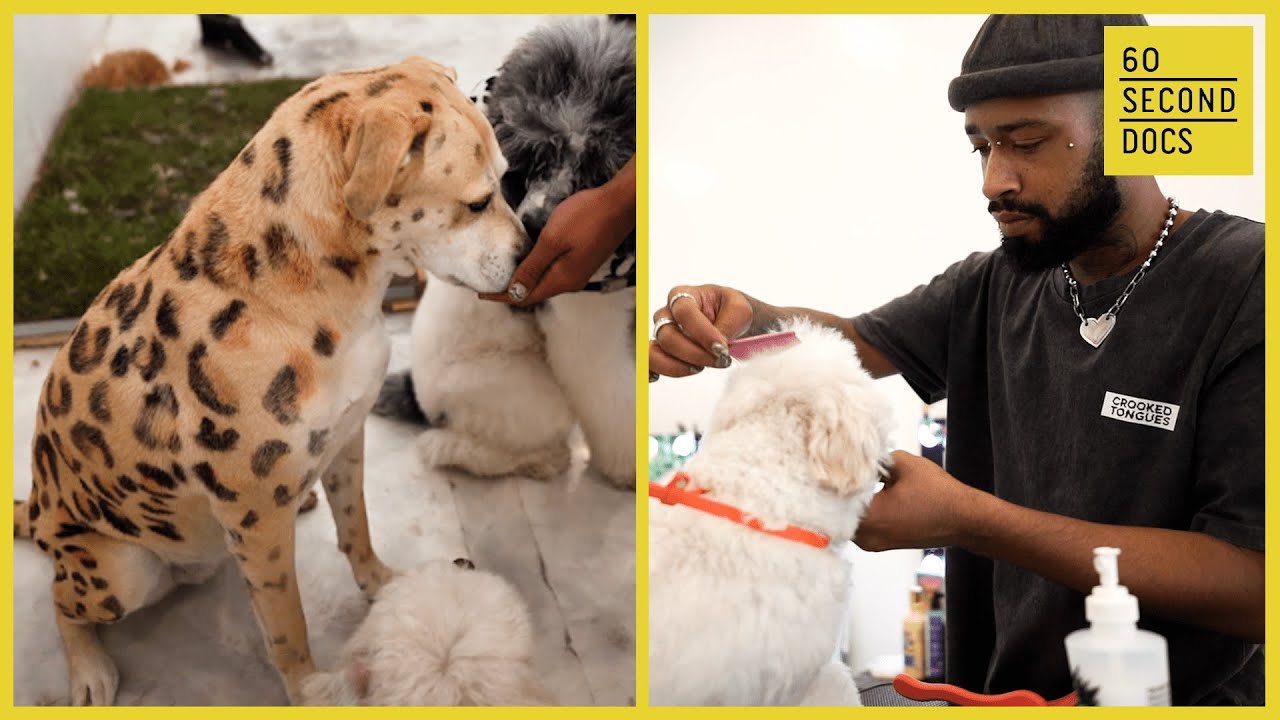 The Art Of Dog Grooming
