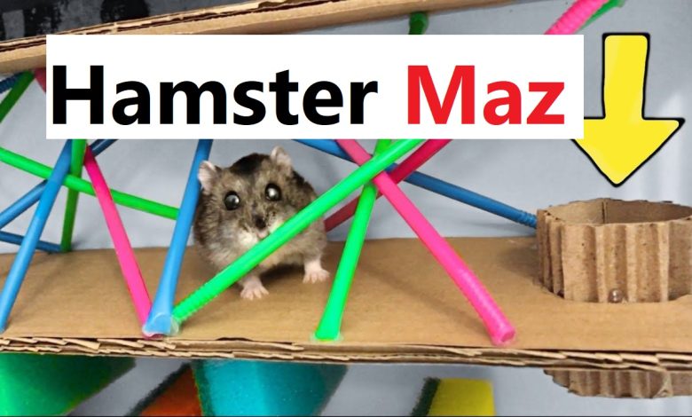 Hamster Mazes