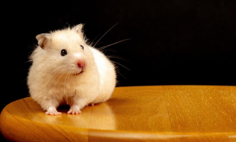 hamsters make cute and adorable pets