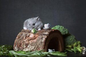 best Tips on Hamster Breeding