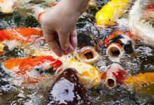 hot weather fish feeding facts