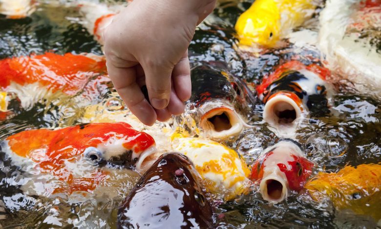hot weather fish feeding facts