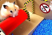 Caring Guide for Hamster Babies