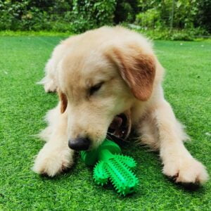 Cactus Dog Toothbrush