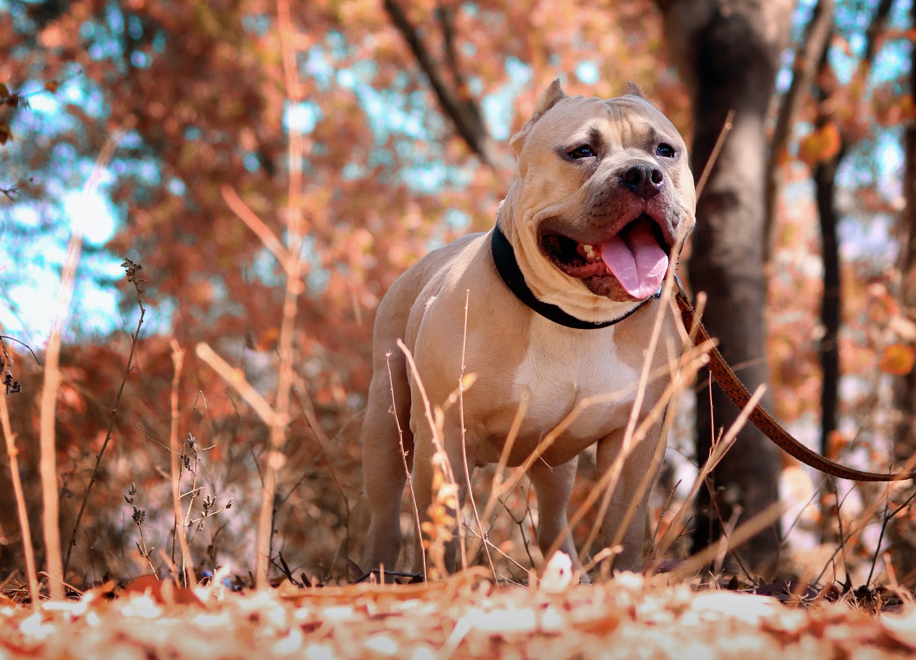 Training Your Dog To Use A Leash And Collar