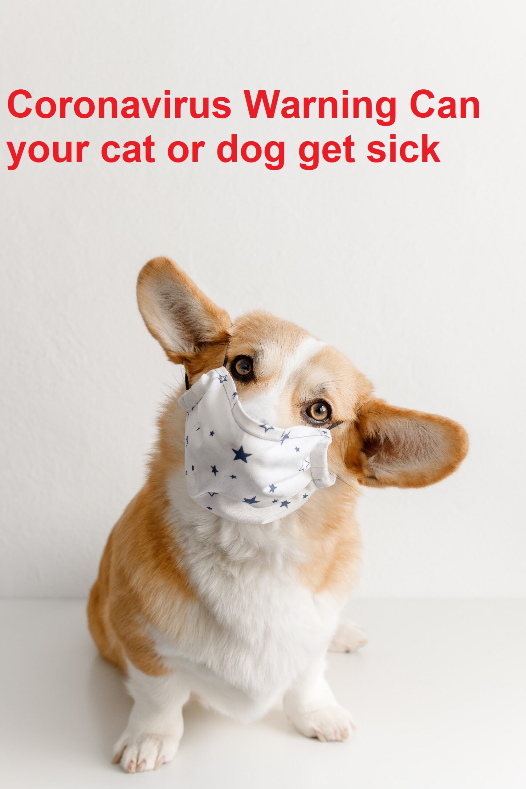 Coronavirus Warning Can your cat or dog get sick