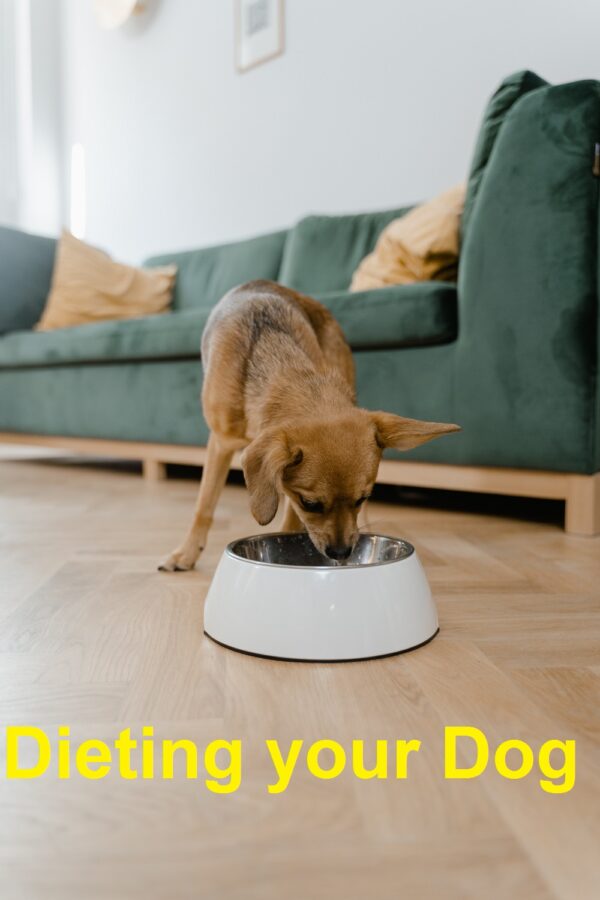 Dieting your Dog