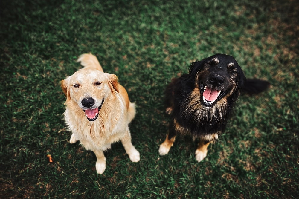 Canine Training Using the Reward Training Method.