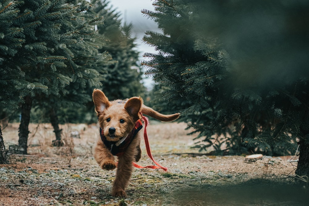 Canine Training Using the Reward Training Method.