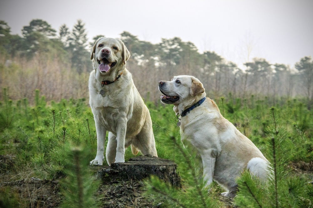 Animal Grooming Uniforms for the Professional