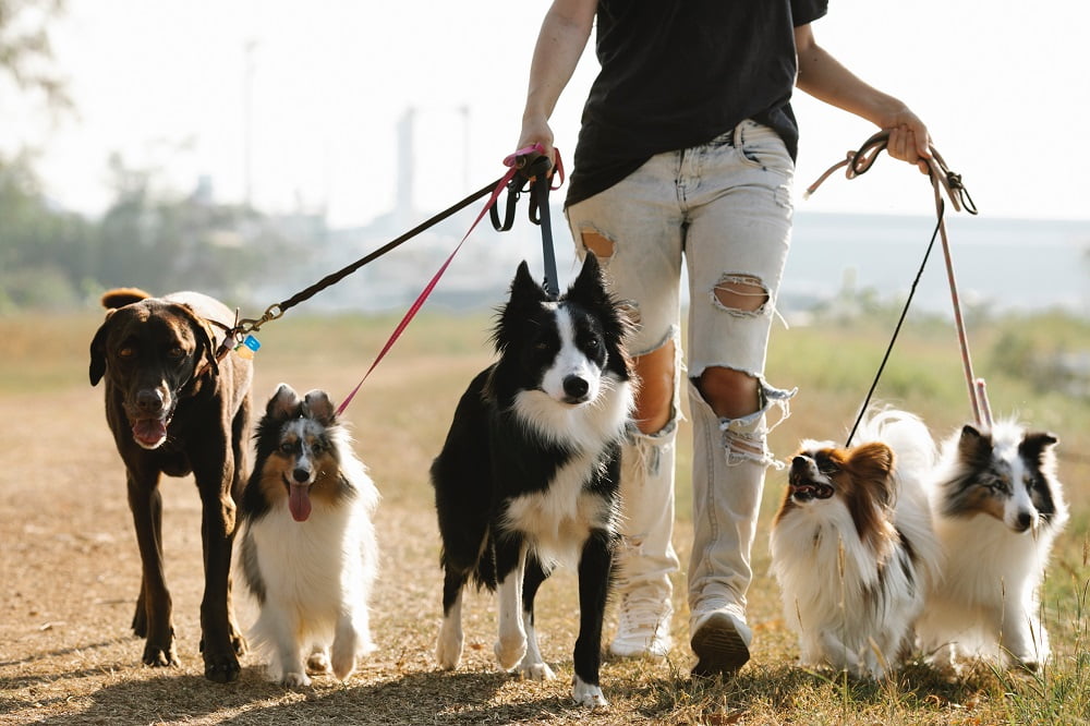 Dog Retractable Leash for Double Walks