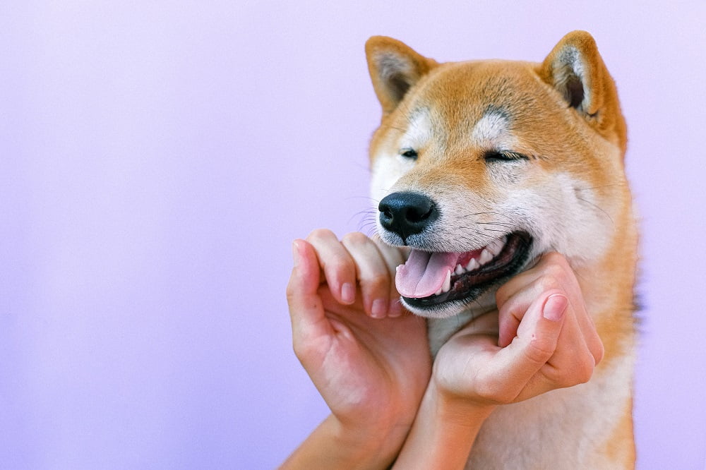 usual blunders in house family pet grooming