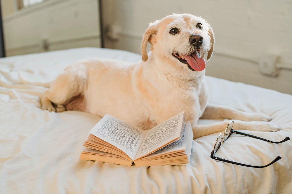 usual blunders in house family pet grooming