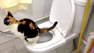 Bathroom training a feline