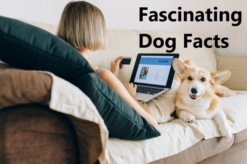 Fascinating Dog Facts