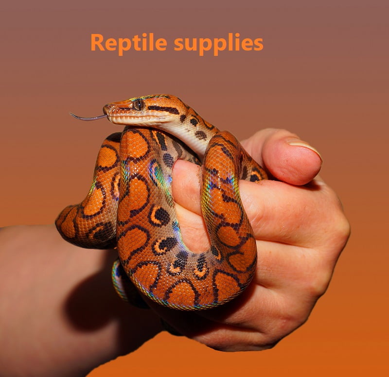 Best Inquiries to Ask Before for Buying Exotic Pets Reptile supplies