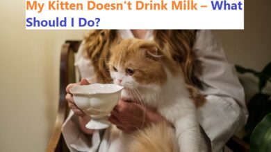 my kitten doesnt drink milk