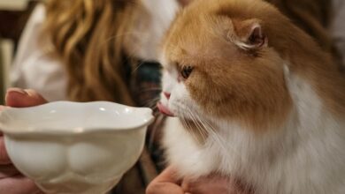 My Kitten Doesn't Drink Milk – What Should I Do?